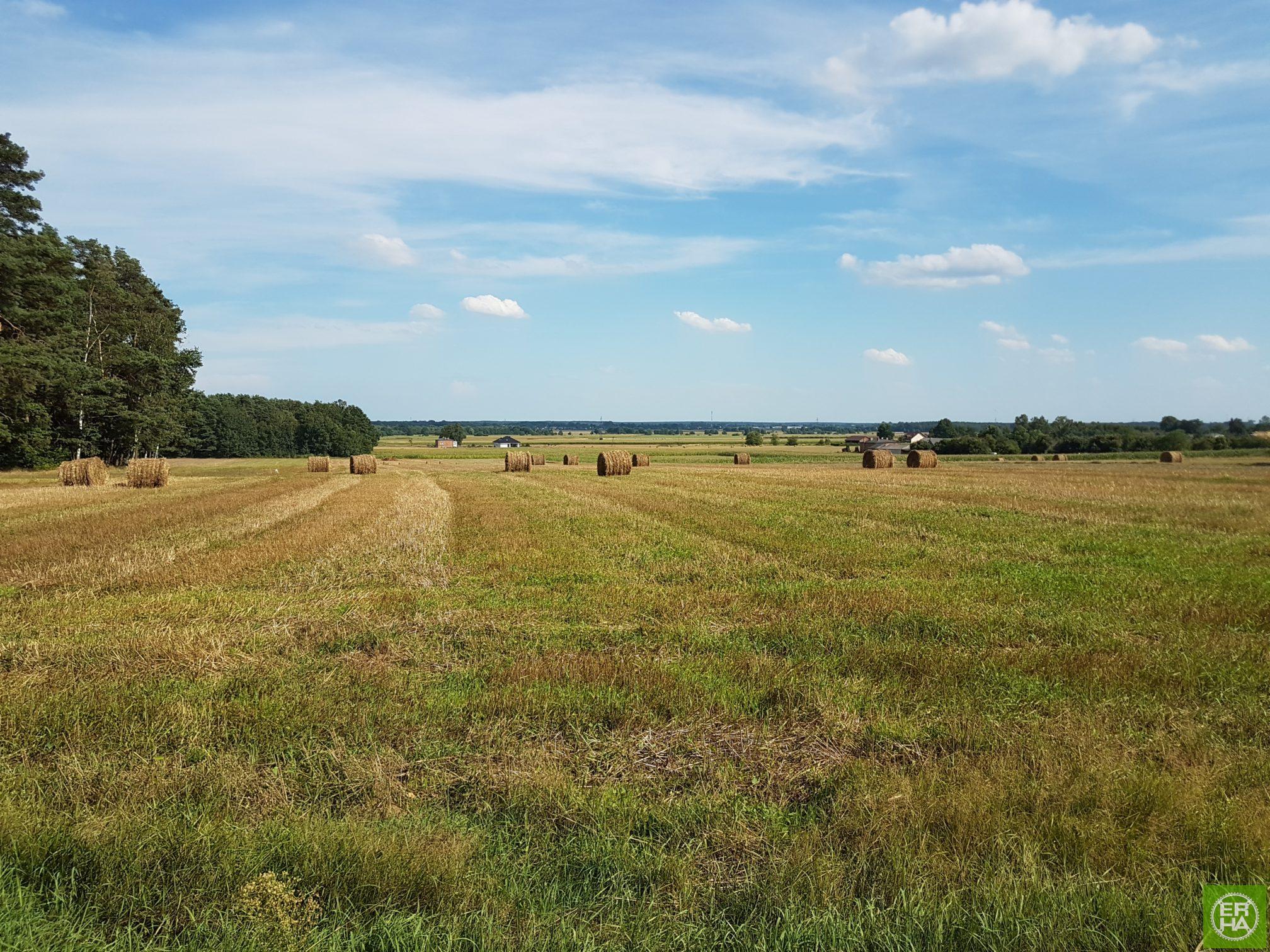 Szlak osad młyńskich i ekofarm nad Grabią - Pętla Środkowa - Pleszyn widok na pola